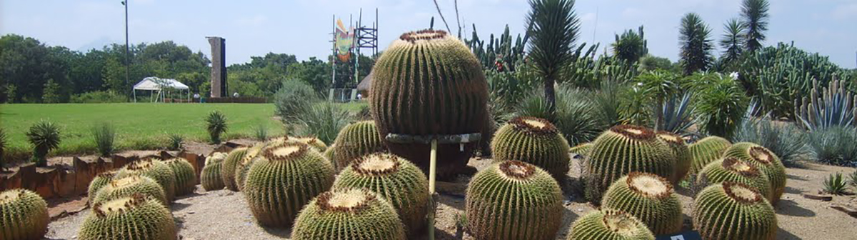 Lampazos de Naranjo