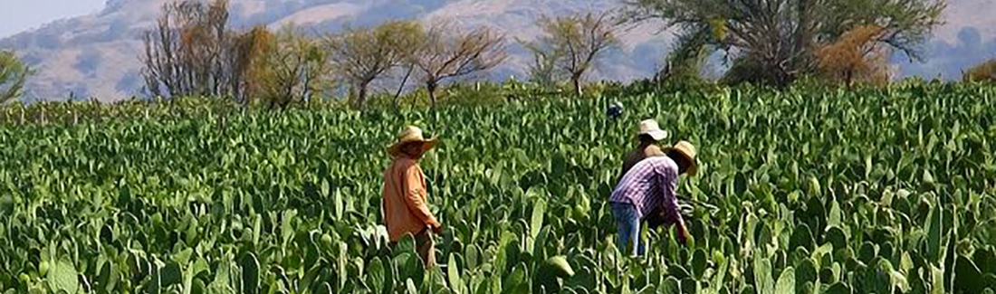 Totoltepec de Guerrero